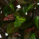 Codiaeum Magnificent (Croton Magnificent) 110cm im 27cm Topf Nahaufnahme