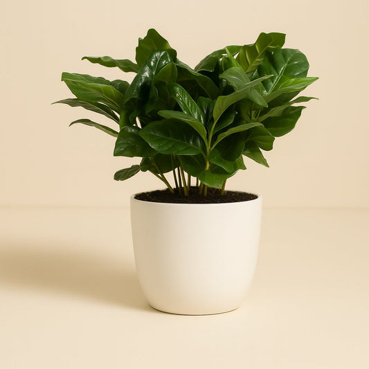 Coffea Arabica - 22cm