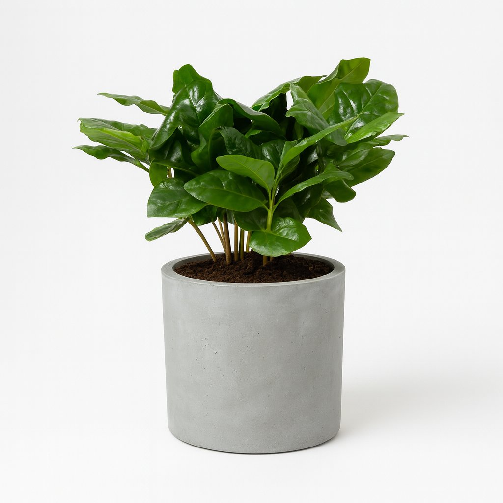 Coffea Arabica - 22cm