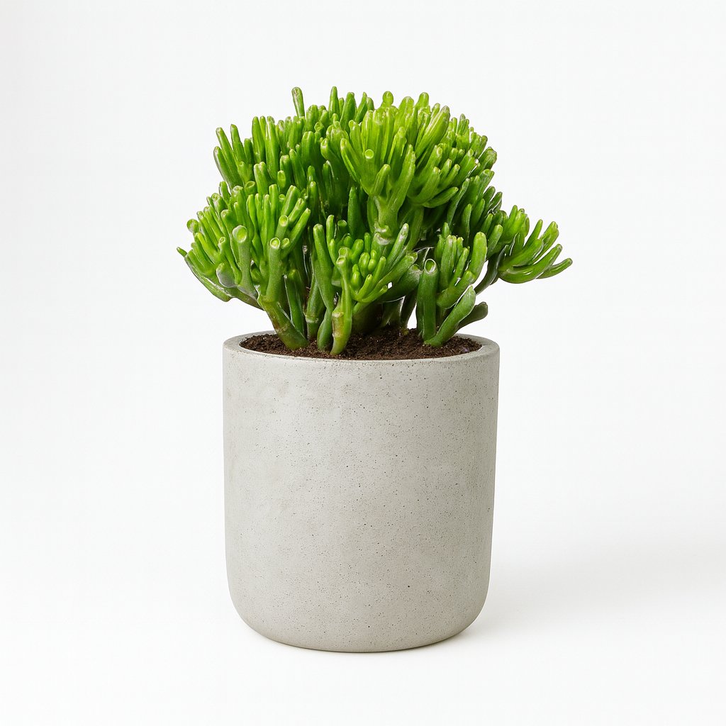 Crassula Hobbit - 35cm