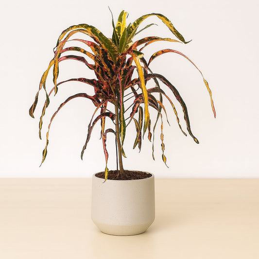 Croton Dreadlock - 85cm