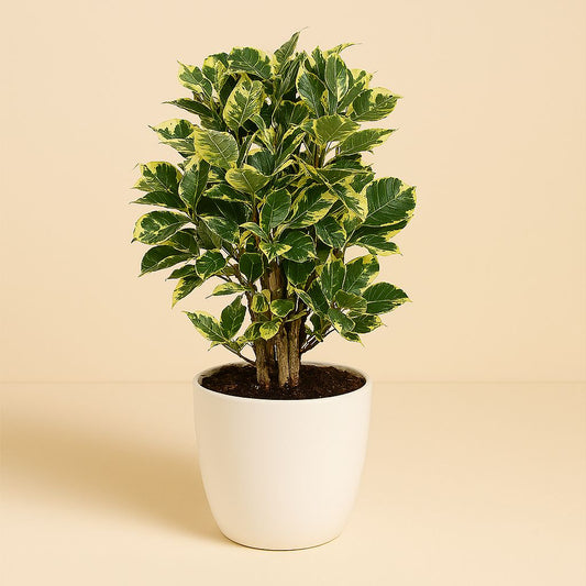 Croton Eburneum - 55cm