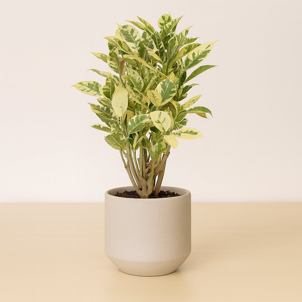 Croton Eburneum - 55cm