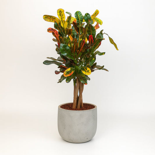 Croton Mammi - 60cm