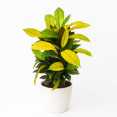 Croton Mrs. Iceton 65cm im 17cm Topf