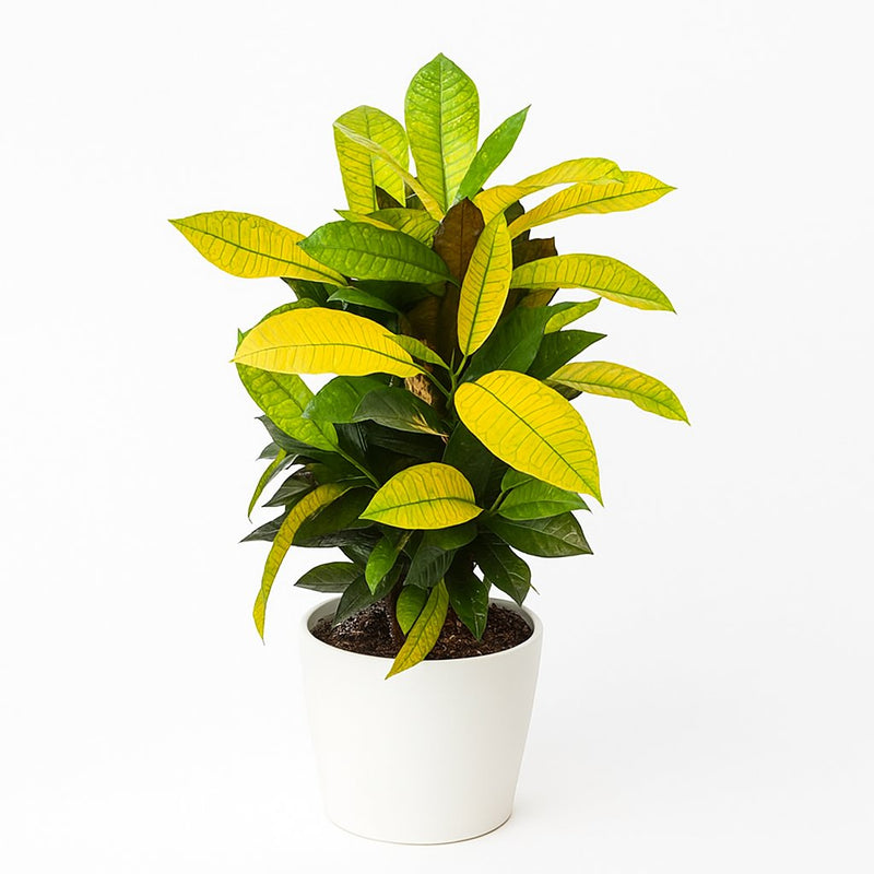 Croton Mrs. Iceton Detail