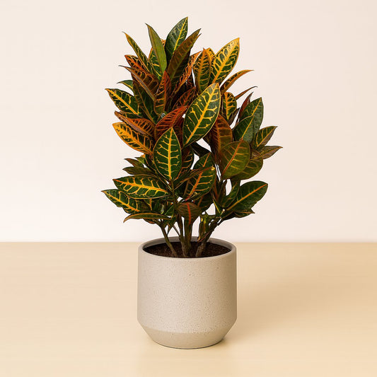 Croton Petra - 55cm