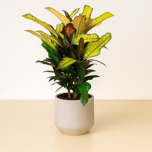 Croton Wilma - 60cm