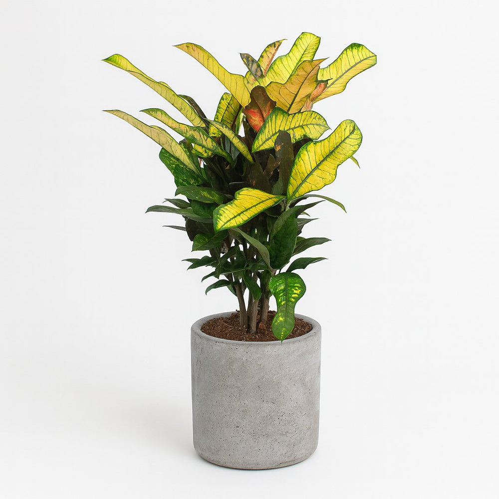 Croton Wilma 60cm im 17cm Topf