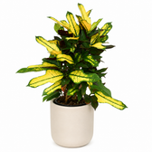 Croton Wilma 50cm im 14cm Topf