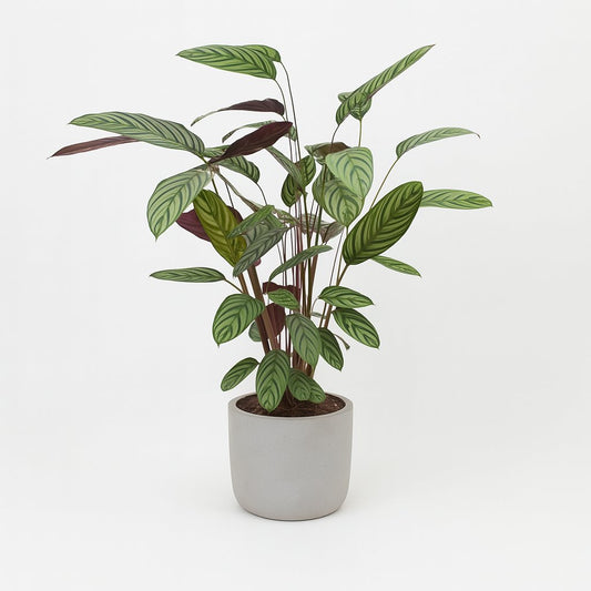 Ctenanthe Oppenheimiana - 100cm