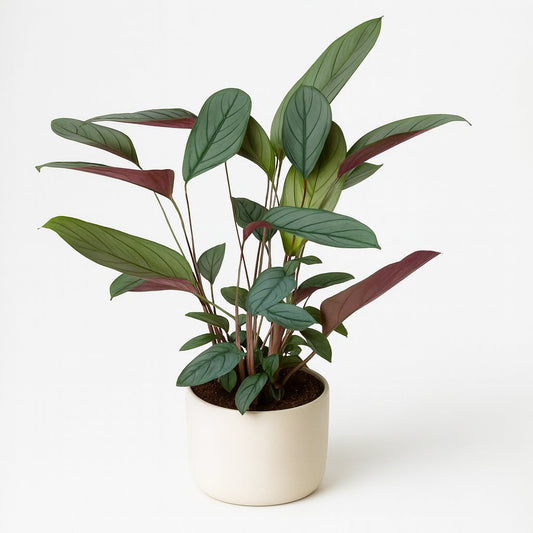 Ctenanthe Setosa - 60cm