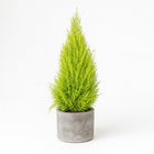 Cupressus Goldcrest Wilma 90cm