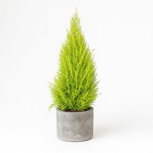 Cupressus Goldcrest Wilma - 90cm