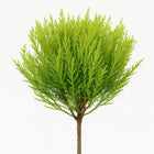 Cupressus Goldcrest Wilma - 60cm