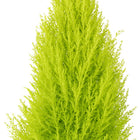 Cupressus Goldcrest Wilma 90cm Nahaufnahme