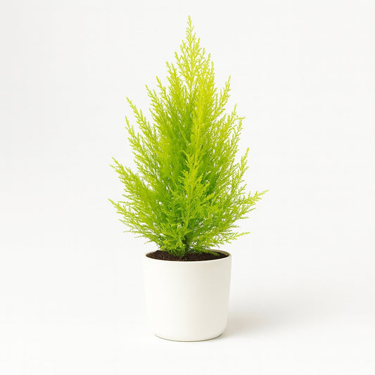 Cupressus Macrocarpa Goldcrest Wilma - 55cm