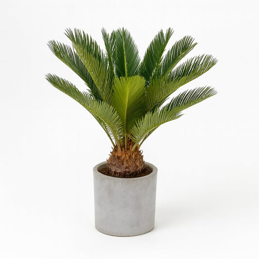 Cycas Revoluta - 60cm
