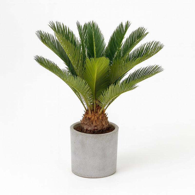 Cycas Revoluta Detail