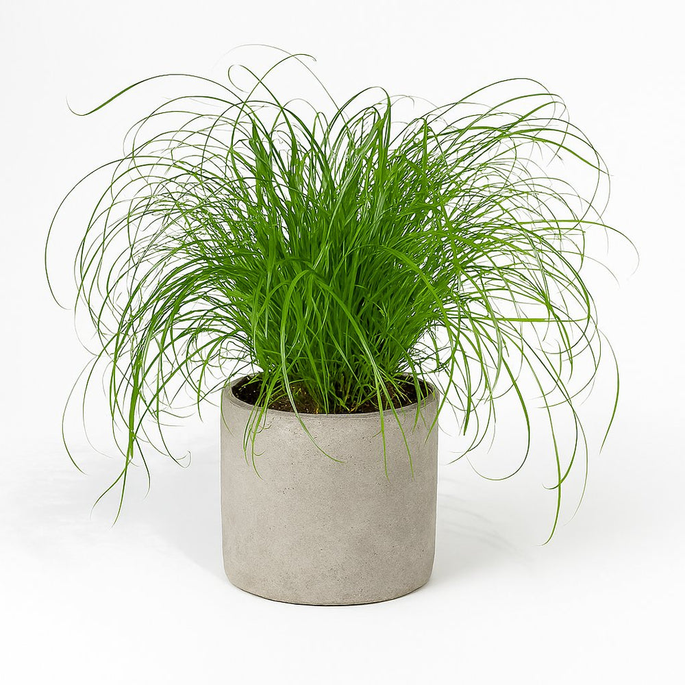 Cyperus Alternifolius - Katzengras 20cm im 12cm Topf