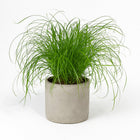 Cyperus Alternifolius - Katzengras 20cm im 12cm Topf