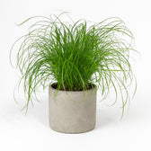 Cyperus Alternifolius - Katzengras 20cm im 12cm Topf