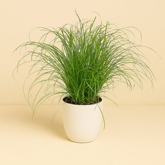 Cyperus Alternifolius Zumula - 28cm