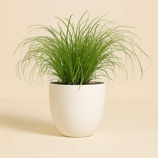 Cyperus Zumula - 23cm