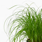 Cyperus Alternifolius - Katzengras 20cm im 12cm Topf Nahaufnahme