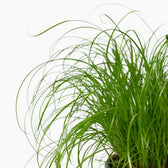 Cyperus Alternifolius - Katzengras 20cm im 12cm Topf Nahaufnahme