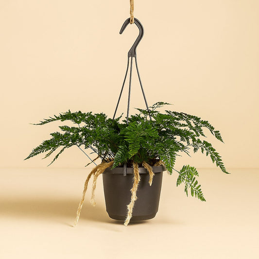 Davallia Bullata - 30cm