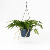 Davallia Bullata 30cm im 17cm Topf
