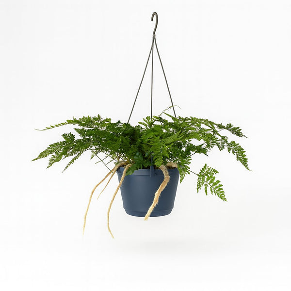Davallia Bullata 30cm im 17cm Topf