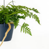 Davallia Bullata 30cm im 17cm Topf Nahaufnahme