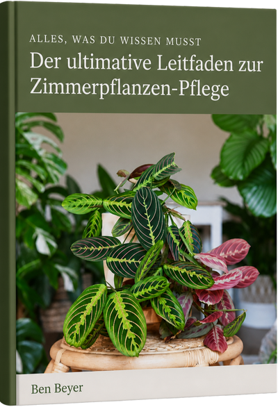 Aloe Vera umtopfen: Schritt-fr-Schritt-Anleitung fr gesundes Wachstu -  Florage.de
