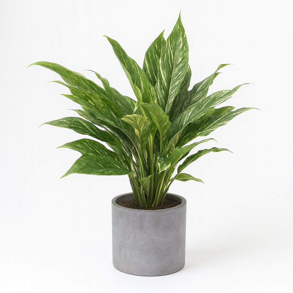 Diamond Variegata - 55cm