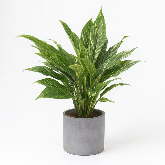 Diamond Variegata - 55cm