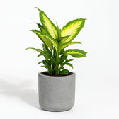 Dieffenbachia Camilla 35cm