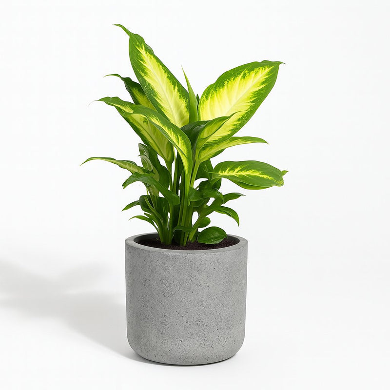 Dieffenbachia Camilla Detail