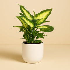 Dieffenbachia Camilla - 35cm