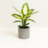 Dieffenbachia Camilla 45cm