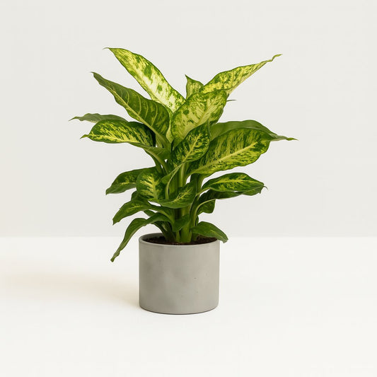 Dieffenbachia Mars - 50cm
