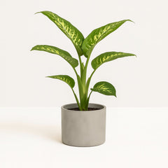 Dieffenbachia Seguine Tropic Snow - 70cm