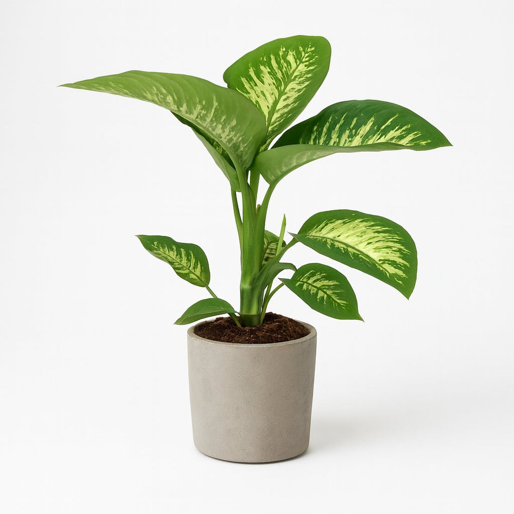 dieffenbachia größe Dieffenbachia Seguine Tropic Snow