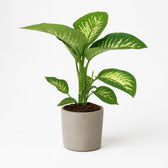 Dieffenbachia Seguine Tropic Snow 70cm im 19cm Topf