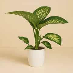 Dieffenbachia Seguine Tropic Snow - 70cm