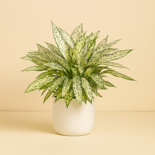 Dieffenbachia Vesuvius - 80cm