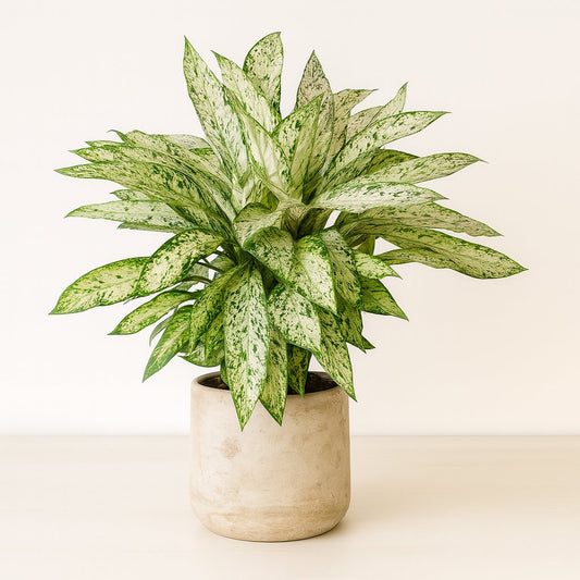 Dieffenbachia Vesuvius - 80cm