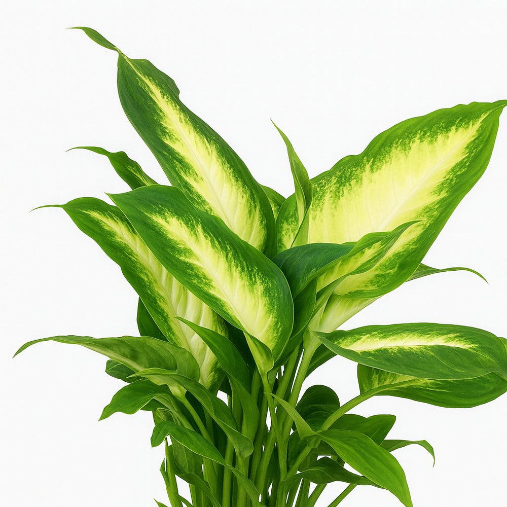 Dieffenbachia Camilla 35cm Nahaufnahme