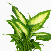 Dieffenbachia Camilla 35cm Nahaufnahme